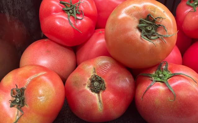 トマト「パニック」超えの高値　熊本豪雨で品薄、気象影響年々大きく